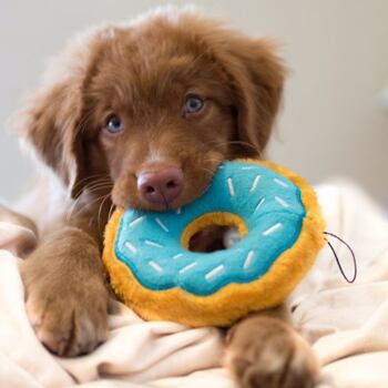 zippypaws Donutz Blueberry